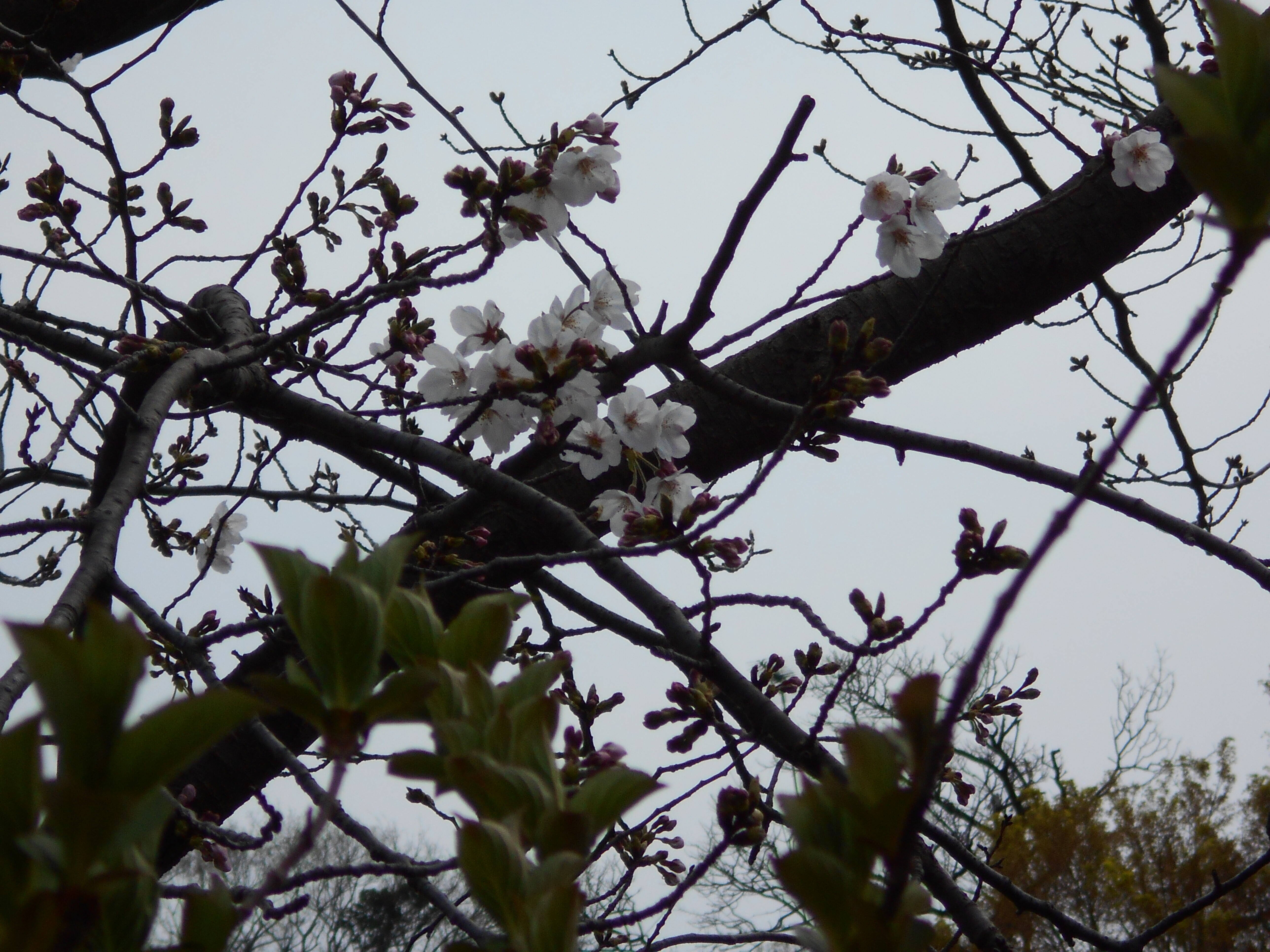 馬場花木園桜開花情報【3月22日】の写真