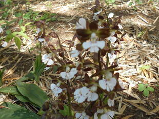エビネの花が咲いています。