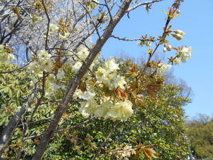 ウコンザクラも開花しました！