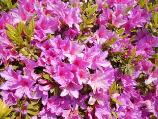 ツツジが咲いています。