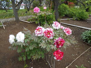 シャクヤクとボタンが咲いています。