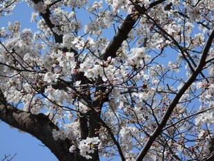 馬場花木園桜開花情報【4月2日】