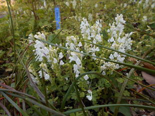 花が咲いています