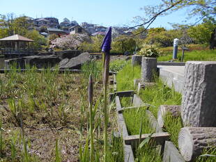 アヤメが咲き始めます