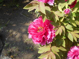 ボタンの花が咲きました。