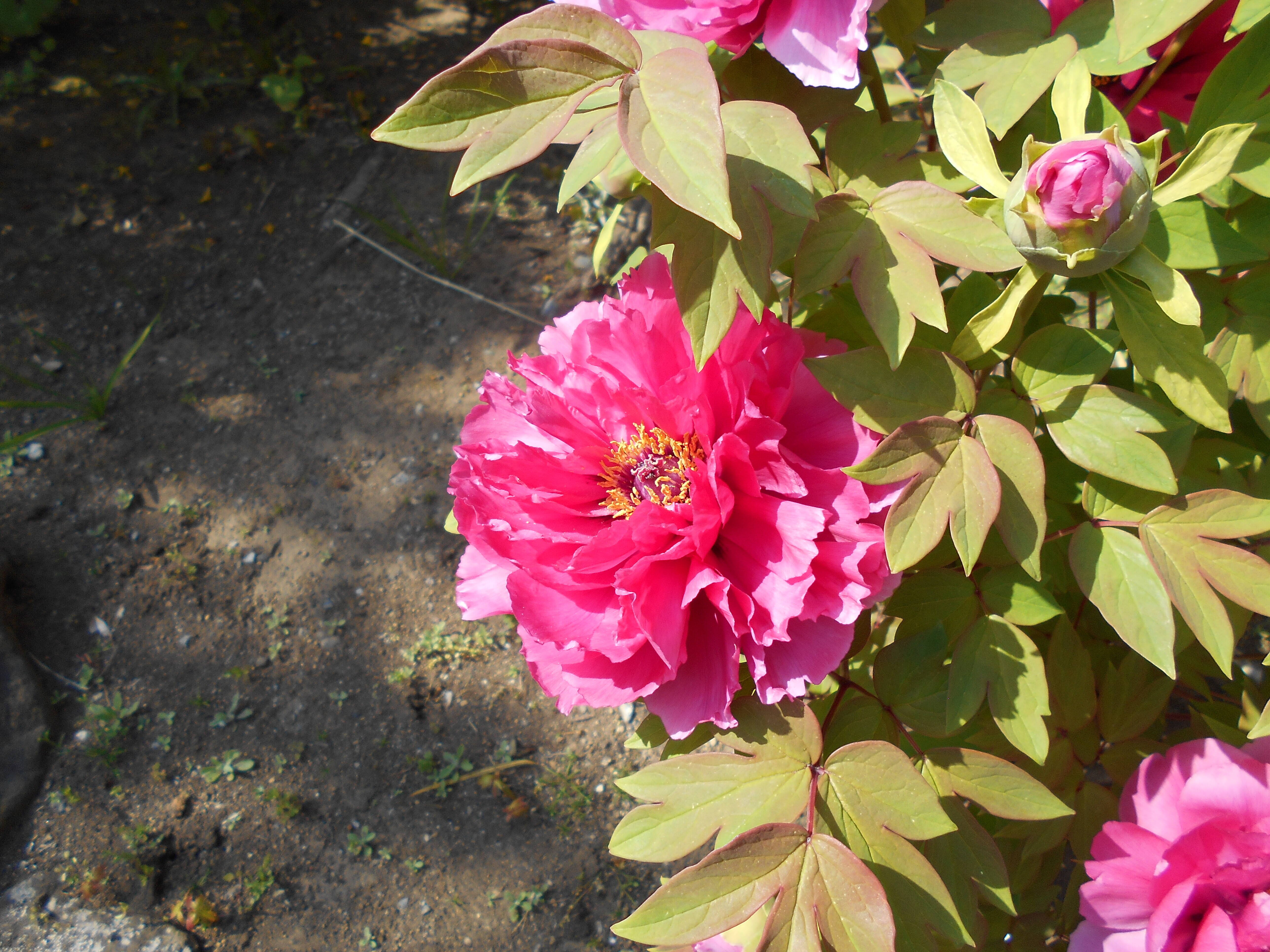 ボタンの花が咲きました。の写真