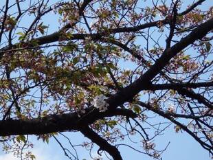 馬場花木園桜開花情報【4月9日】