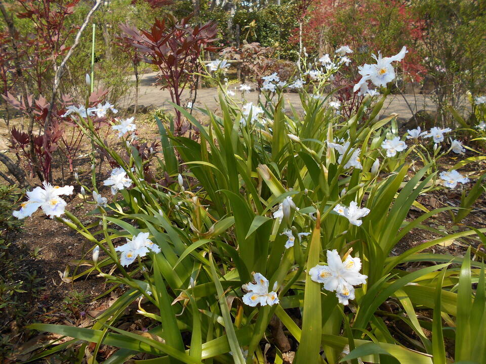 春たけなわに向かっていますの写真