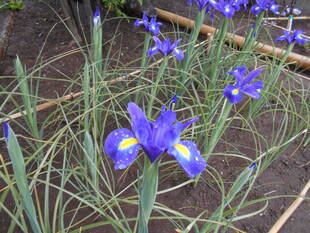 アイリスが咲いています。