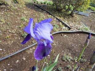 イチハツの花が咲いています。