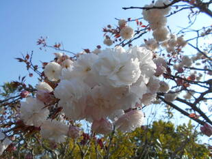 八重桜が咲いています。