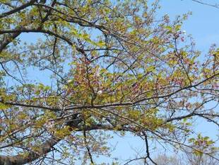 馬場花木園桜開花情報【4月15日】