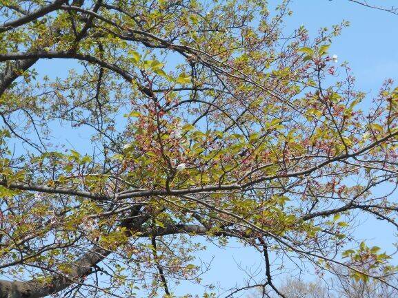 馬場花木園桜開花情報【4月15日】の写真