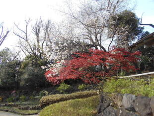 桜と紅葉の珍しい共演がきれいです。
