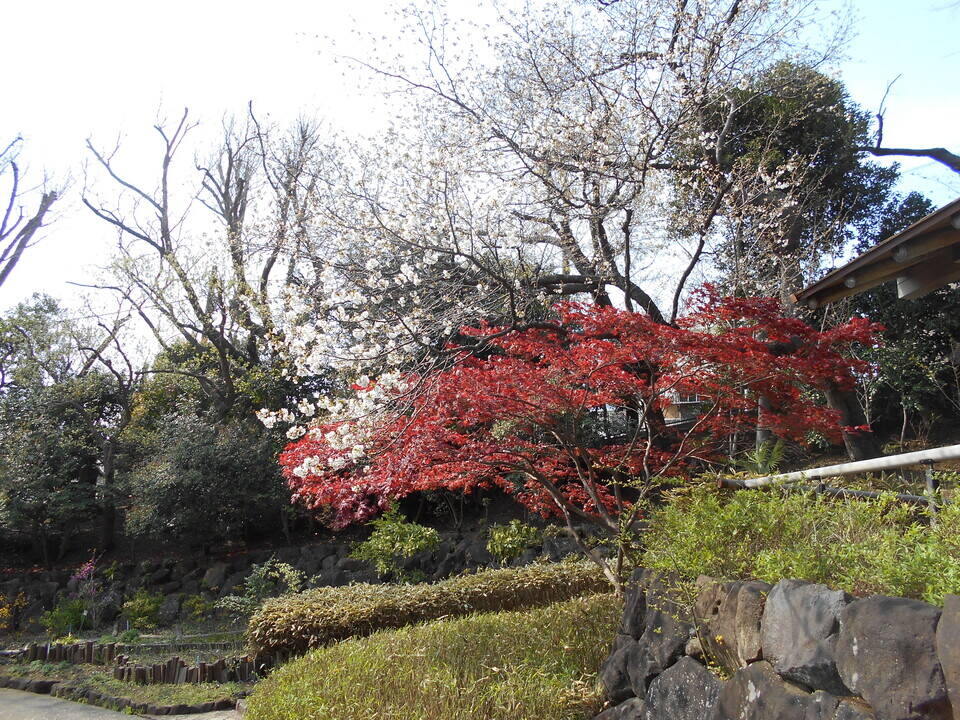 桜と紅葉の珍しい共演がきれいです。の写真