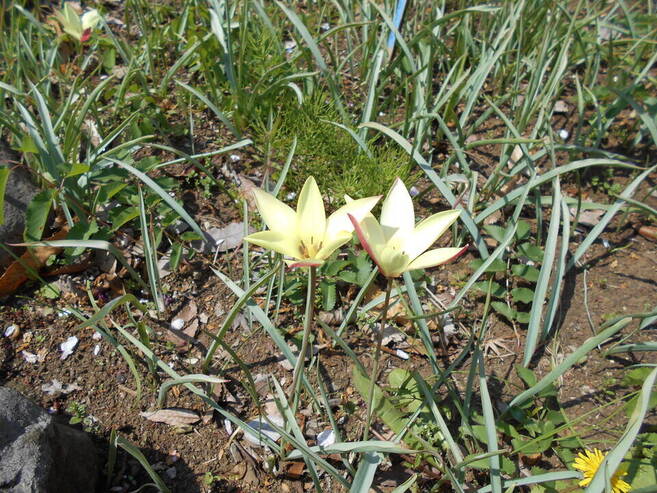 チューリップの原種が咲いています ブログ 馬場花木園公式サイト 公益財団法人 横浜市緑の協会