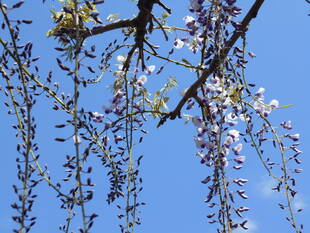 フジの花が咲き始めました。
