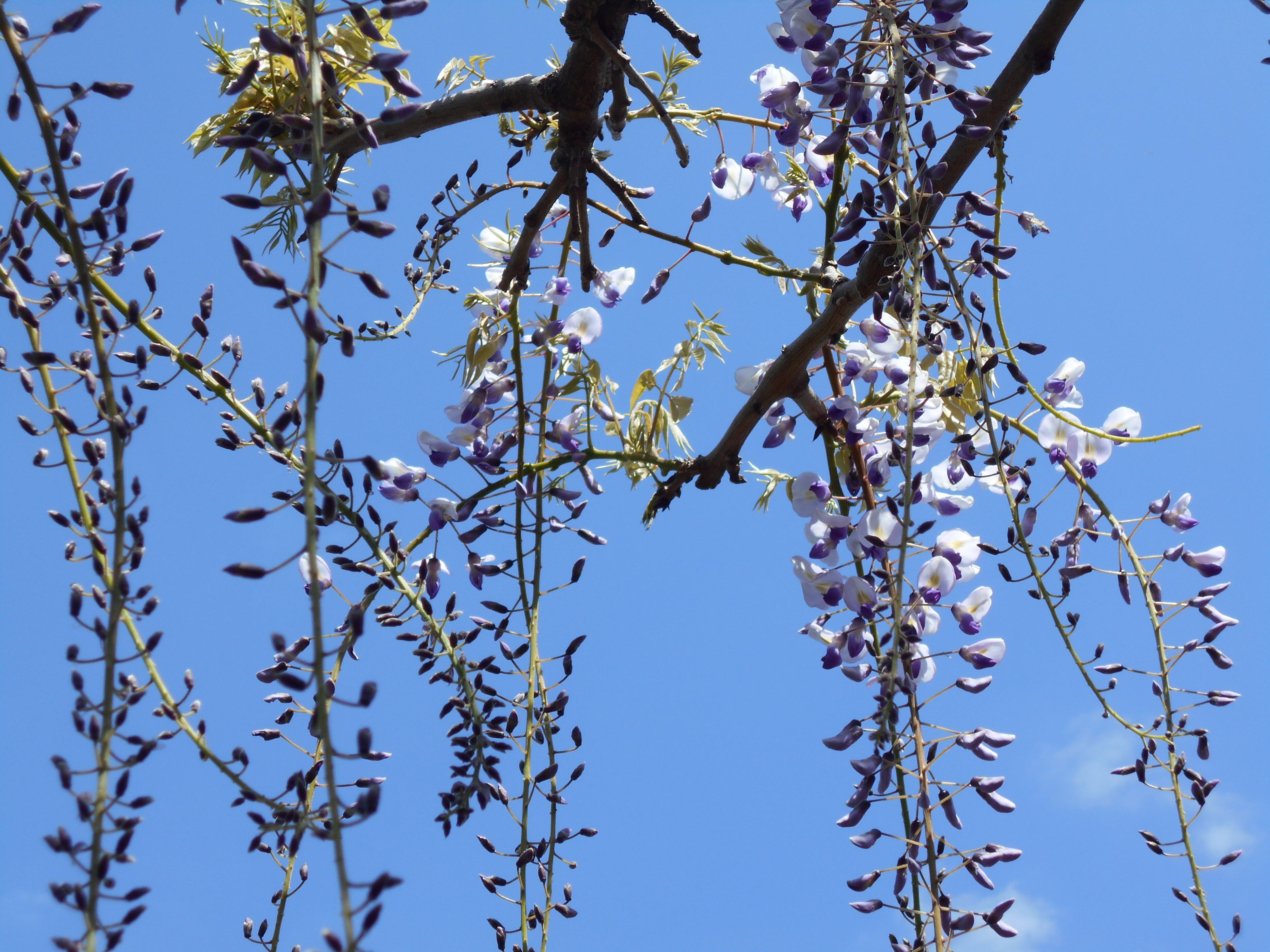 フジの花が咲き始めました。の写真