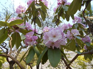 シャクナゲの花が咲いています。