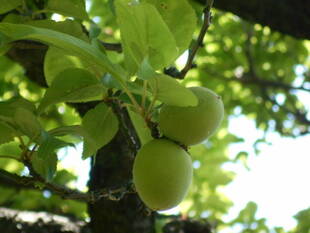 ウメの実がなっています。