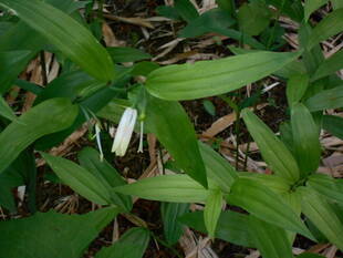 ホウチャクソウが咲いています。