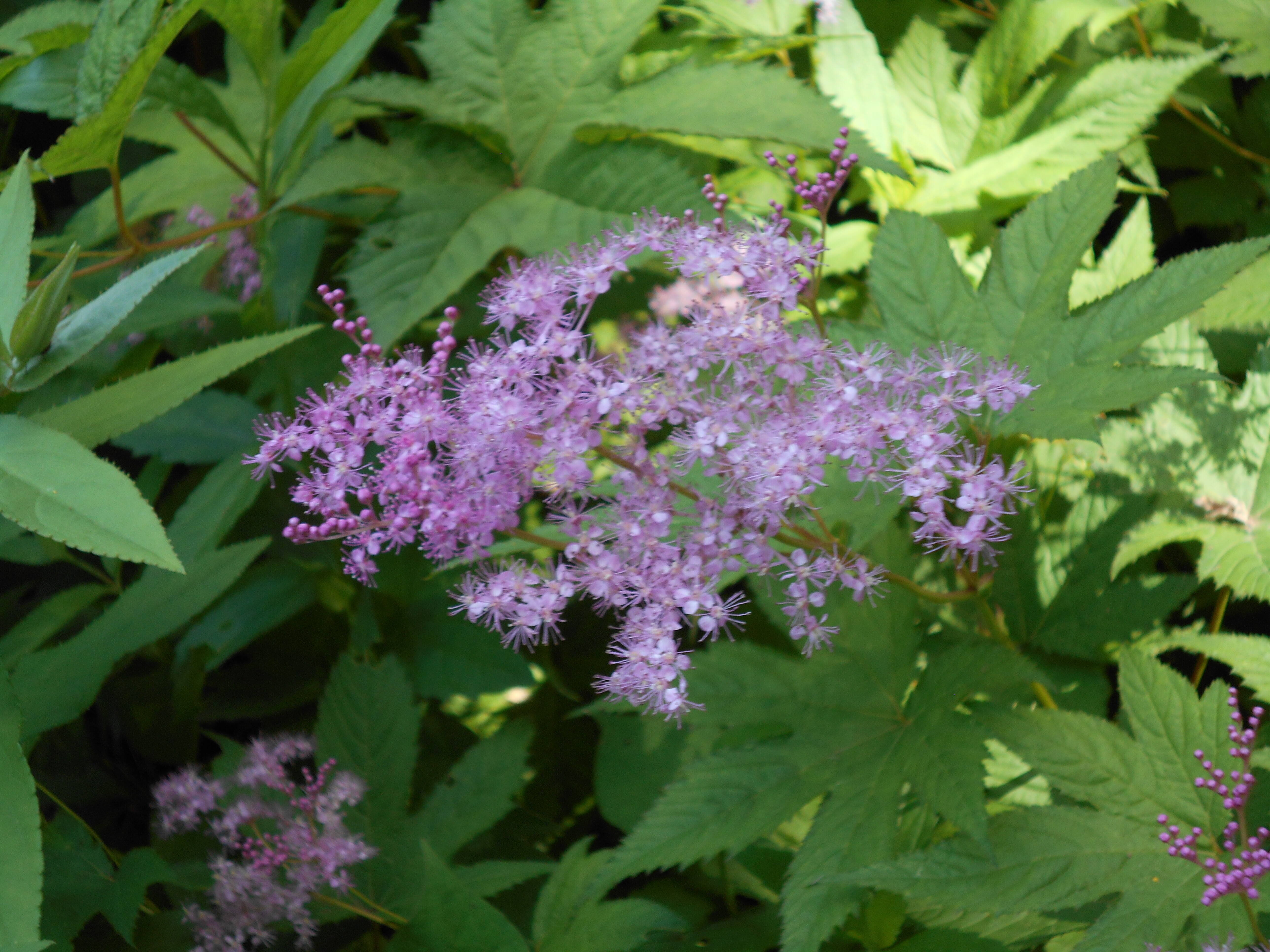 シモツケソウが咲いています 馬場花木園公式サイト 公益財団法人 横浜市緑の協会