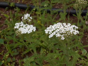ノコギリソウが咲いています。
