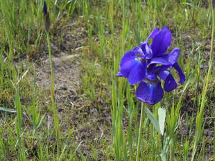 アヤメが咲き始めました