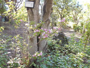 白ヤマブキの花が咲いています。