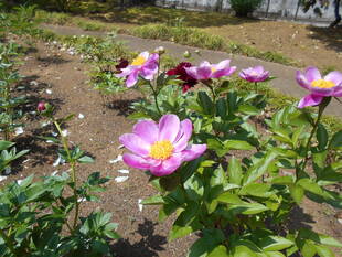 シャクヤクの花が鮮やかです。