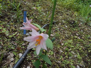 おとめゆりが咲いています。