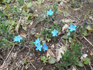 ホタルカズラが咲いています。