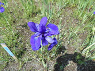 アヤメが満開です。