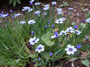 ヒメアヤメが咲いています。