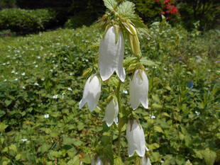 ホタルブクロの花が咲いています。