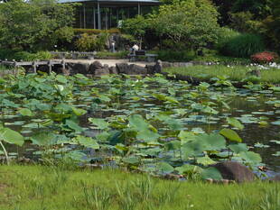 ハスがつぼみを出し始めました。
