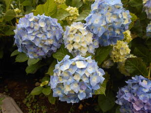 あじさいの季節です。