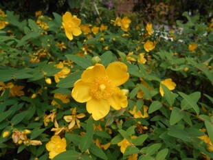 キンシバイが咲いています。