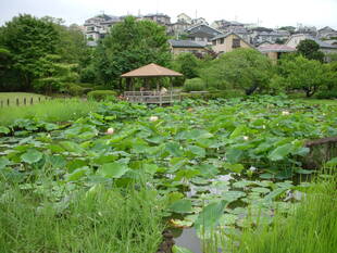 馬場花木園ハスの開花状況