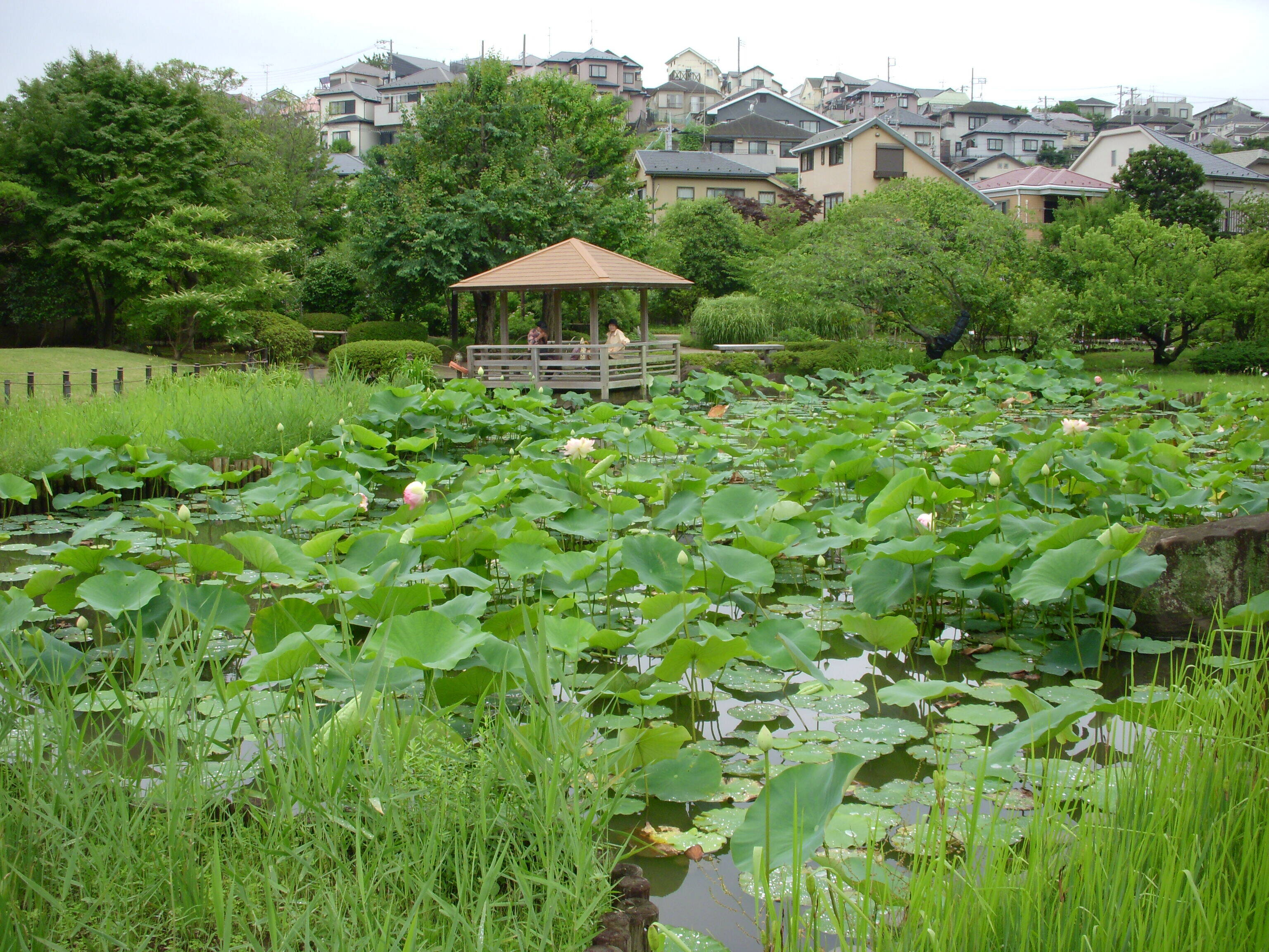 馬場花木園ハスの開花状況の写真