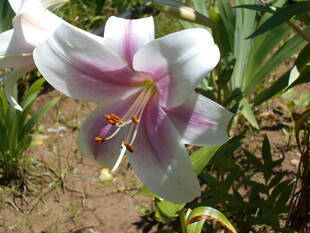 テッポウユリが咲き始めました。