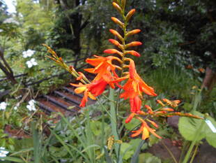 ヒメヒオウギスイセンが咲いています。