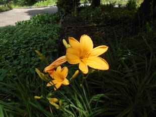 ノカンゾウが咲いています。