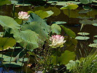 ハスの花が咲き始めました。