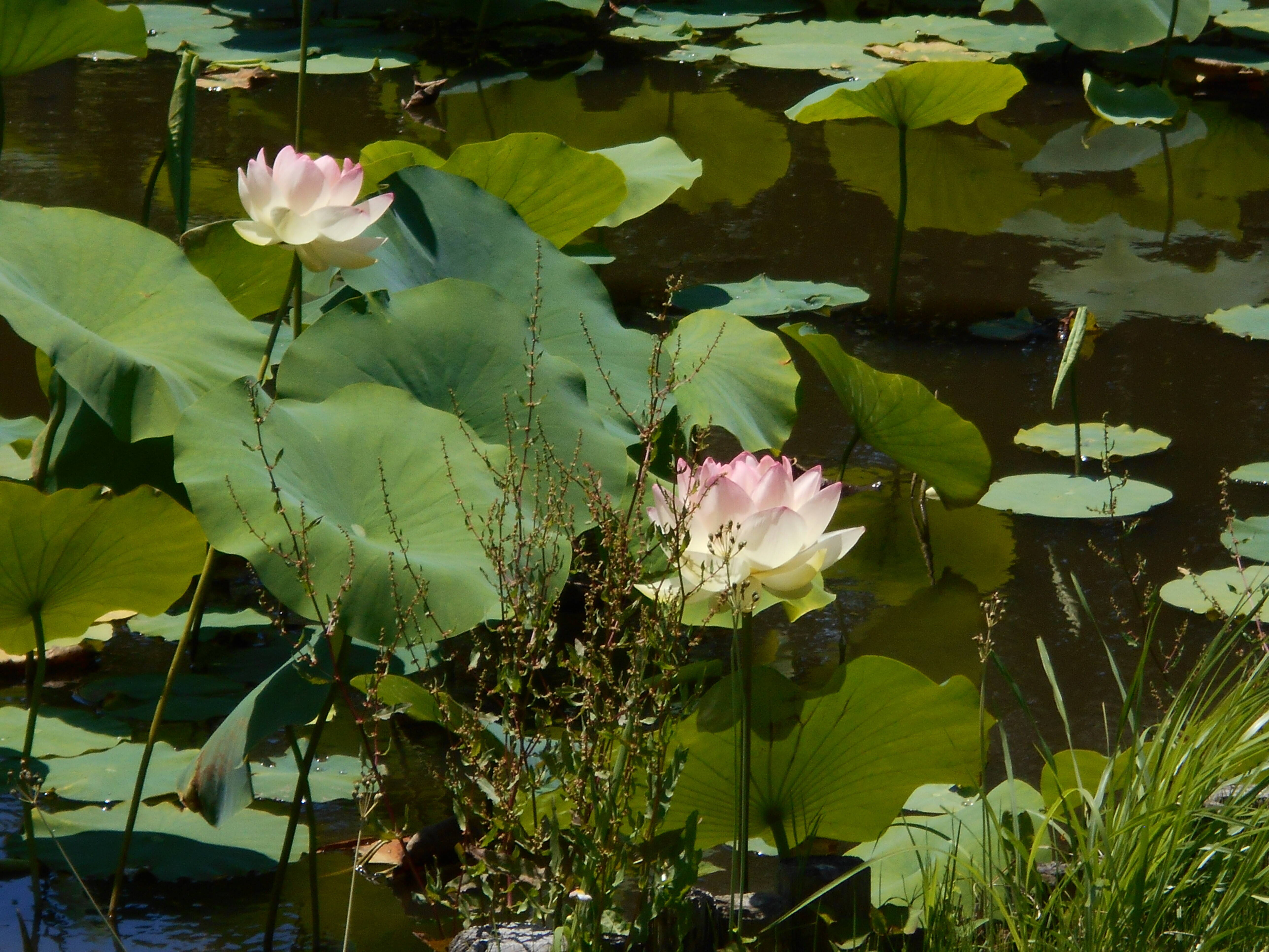 ハスの花が咲き始めました。の写真
