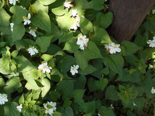 八重のドクダミが咲いています。