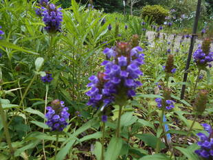 ウツボグサが咲いています。