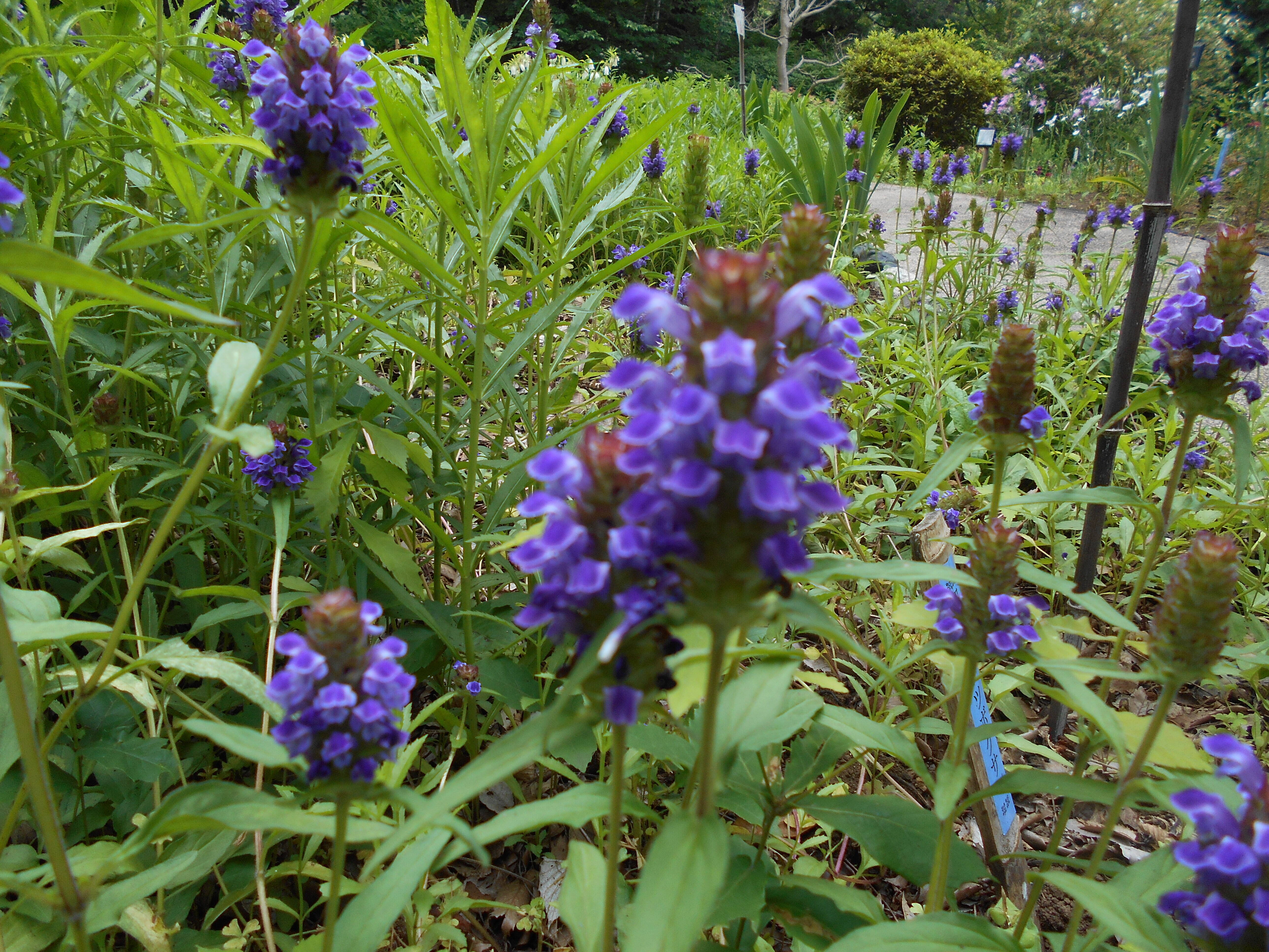ウツボグサが咲いています。の写真