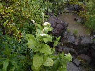 半夏生（ハンゲショウ）が咲いています。