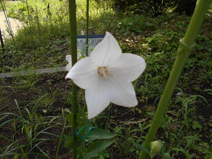 キキョウが咲いています。